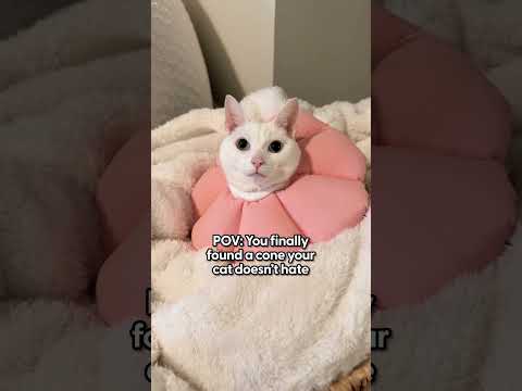 Testing Soft Cat Recovery Cones | The Pack