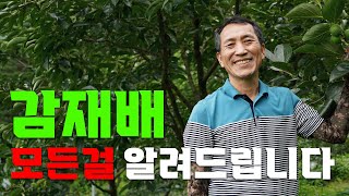 감 재배에 대한 모든 것을 알려드리겠습니다!!ㅣ감농장 체험교육 ㅣ 감 재배 교육(비대관리, 방제, 수형, 접…