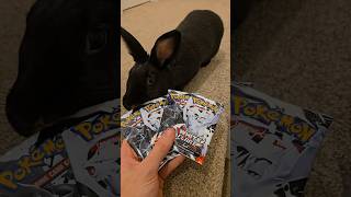 Big pulls for medium sized rabbits #pokemon #bunny #rabbit
