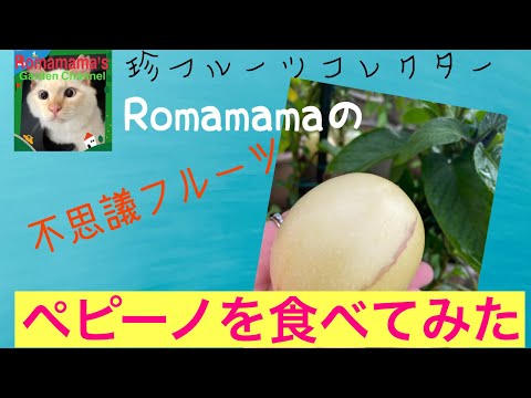 洋梨メロン、ペピーノ 植物