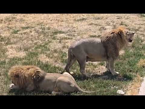 Чук ждёт вкусняшки,  Гирей - король саванны, Аслан - красавчик,  Ричардовичи у скалы! Парк Тайган