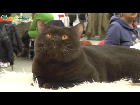 Międzynarodowa Wystawa Kotów Rasowych - Stadion Narodowy w Warszawie