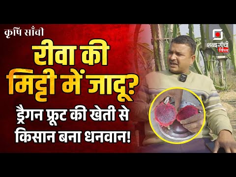 Shabd Sanchi Vindhya Krishi Sanchi | Dragon Fruit Farming Guide | Rewa Farmer | Fruit Farming