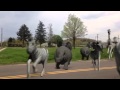 Animal Stampede FX