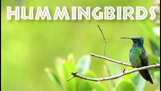 All About Hummingbirds for Kids - Hummingbird Facts for Children: FreeSchool