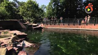 Pinguin-Nachwuchs im Tiergarten - Jungtiere lassen es sich trotz heißer Temperaturen gut gehen