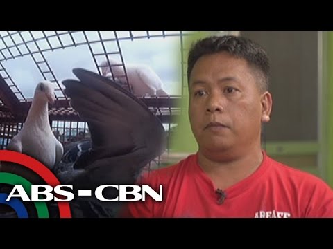 Tapatan Ni Tunying: Life in pigeon racing