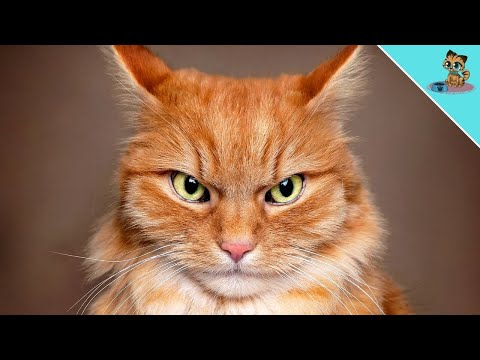 5 Signs That Your Cat Is SECRETLY Mad At You