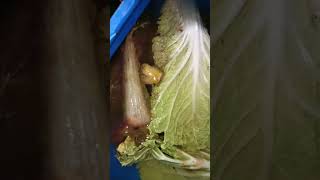 Download lagu Cara Budidaya cacing sutra paling mudah tanpa lumpur atau ampas tahu mp3 Download lagu Cara Budidaya cacing sutra paling mudah tanpa lumpur atau ampas tahu mp3