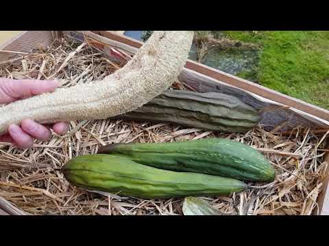 Odla luffagurka/skrubbsvamp loofah