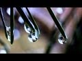 Chris Rea - She Closed Her Eyes