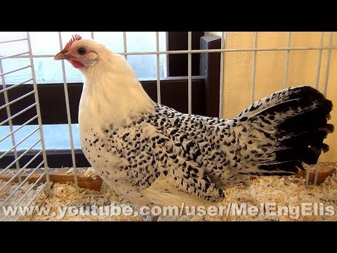 , title : 'Coq et Poule Mouette de la Frise Orientale - East Frisian Gull Bantam Chicken'