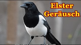 Elster Geräusch - Elster Vogelstimme