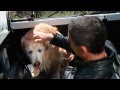 Spot Contro Abbandono Cani