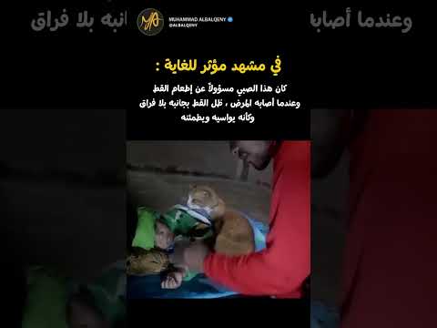 ردة فعل القط عندما رأى صديقه الصغير #shorts