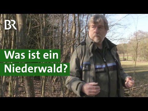 , title : 'Forstwirtschaft früher: Der Waldpark Huisheim zeigt historische Waldnutzung | Unser Land | BR'