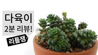 다육이 2분 리뷰! 리틀잼, 리틀쨈(크렘노세덤 속) 특징과 키우기 succulent 174화 #해맑은TV