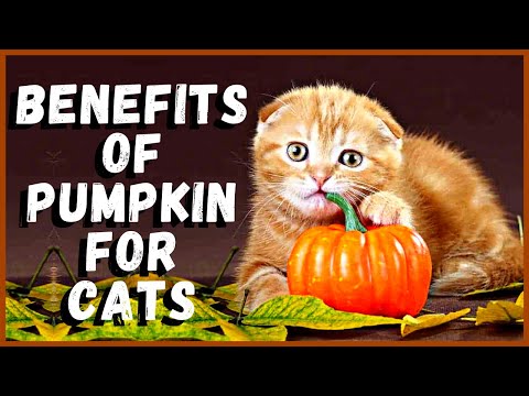 Benefits of Pumpkin for Cats - YouTube