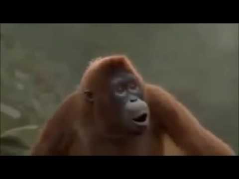 Der mega arsch  in der feminin welttder mega asozial weltw