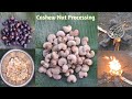 Cashew Nut Processing At Home || Kaju ke bij se kaju kaise nikale || #villagecookingbypiku