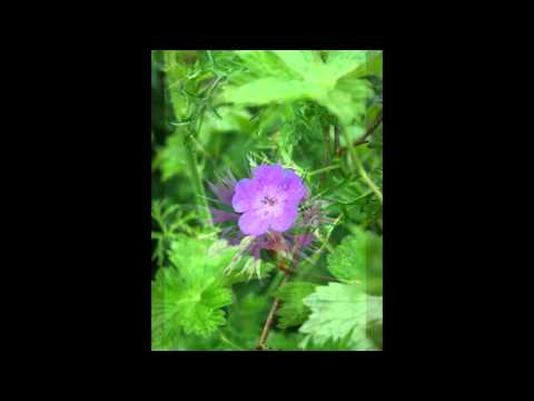 flowers ('Andalucia' by Hammock
