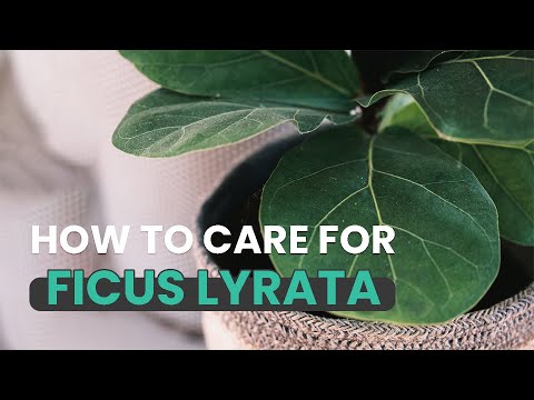 BEST TIPS | HOW TO CARE FOR FICUS LYRATA | FIDDLE LEAF FIG CARE GUIDE