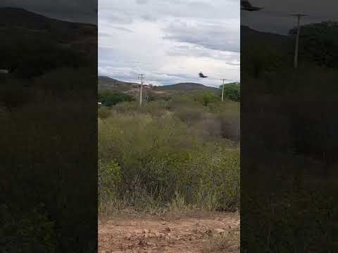 Riachão Gado Bravo, município de Caetanos, Bahia #shorts #Bahia #sertão