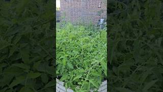 Experiment to PROVE Companion Planting Works, Part 1 || DHBG #garden #growinggardeners #tomato #grow