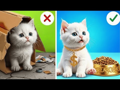 Am construit o CASĂ PENTRU PISICI! TRANSFORMARE UIMITOARE – Camera de sub pat, Lumea La La Emoji