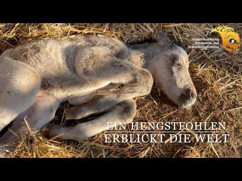 A colt begins his journey - Amadeus and his adventures Part 1