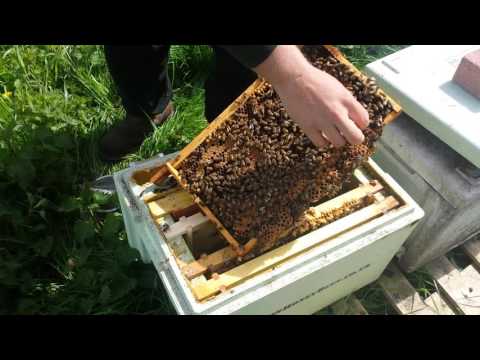 download lagu mp3 mp4 Bs Bees, download lagu Bs Bees gratis, unduh video klip Bs Bees