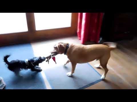 Minnie the Minx AKA Spit The Dog meets Dylan