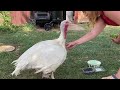 Turkey Hen Eating Blueberries