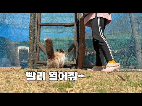 11마리 고양이들이 두 구역으로 나눠 지내게 된 이유