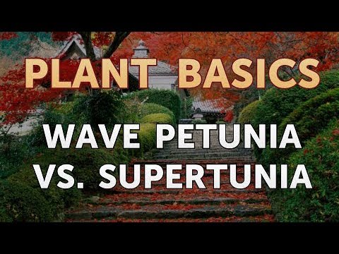 How to Dry an Overwatered Plant