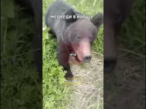 МЕДВЕДИ В КАЛУГЕ😨|Автор:zabornikedit#смешныекоментарии #юмор #коментарии #shorts