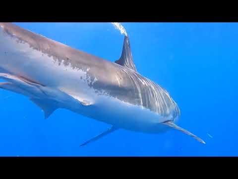 White Shark Teeth Shot