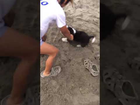 El pequeño meliodas en la playa