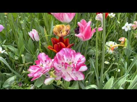 Tulip flowers/ Netherland /World famous flowers .by shamimakabir