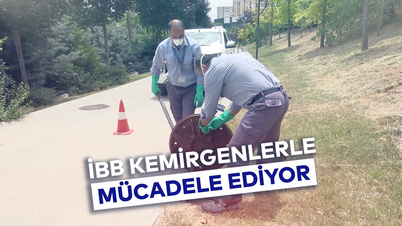 İBB KEMİRGENLERLE MÜCADELE EDİYOR