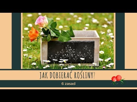 Jak dobrać rośliny do ogrodu, by nie przesadzać? Poznaj 6 skutecznych zasad