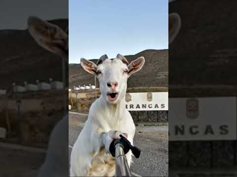 De paso por barrancas, pensando si cruzo a Mendoza jaja #chivoloco #goat #humor #neuquén #barrancas