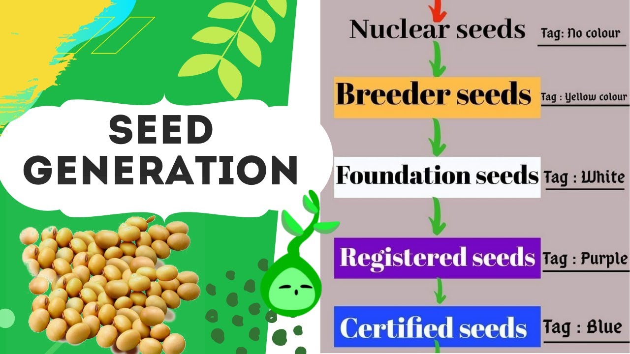 Seed Generation System (Nucleus, Breeder seed, Foundation seed, Certified seed and Foundation seed)