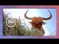A Wildebeest Breakfast Wildlife In 360 VR