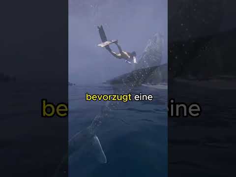 Wie Gross ist der Grösste Hai der Welt?   #deutsch #trending #youtubeshort