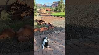 Dream Horse Ranch For Sale in Sedona Arizona! #realestate  #sedona #brandonhamilton #wildwestrealtor