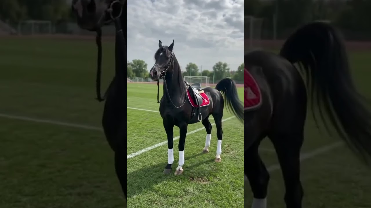 The Most Beautiful Black Stallion Pure Elegance of a Black Stallion #shorts #youtubeshorts #viral