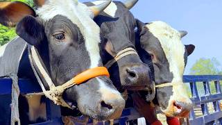 Download Lagu cow unloading, cow videos, cow video, animal, big cow, goru hamba cow, Ep-131 Thumbnail