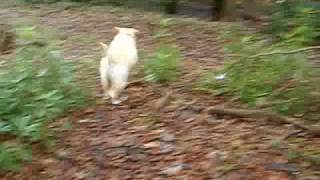 Captain Beefheart- Flash Gordons Ape