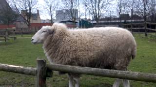 preview picture of video 'Cute sheep at Hackney City Farm, London'